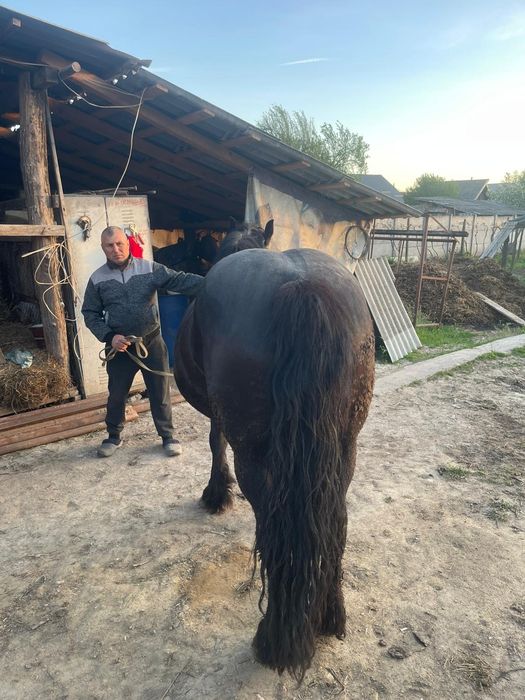 Iapa de vanzare 5 ani