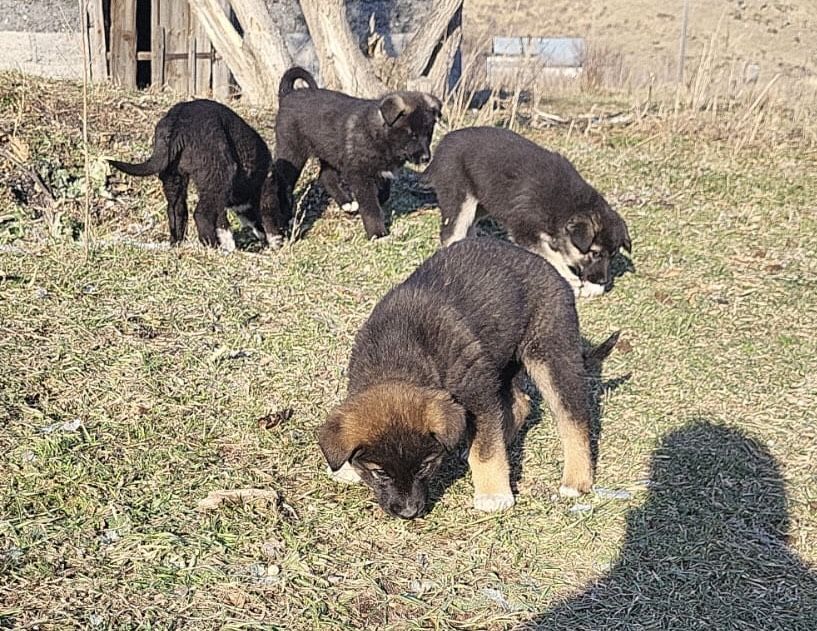 Шенята ищут дом.