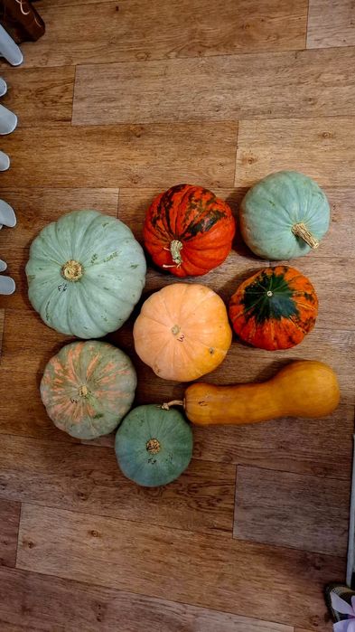 Продам тыквы дачные