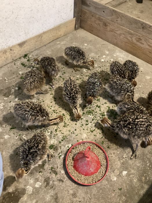 Pui de struti ferma de struti AtiRob Razboieni Iasi