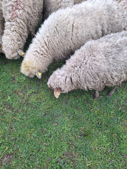 Oii de vanzare si carlanii