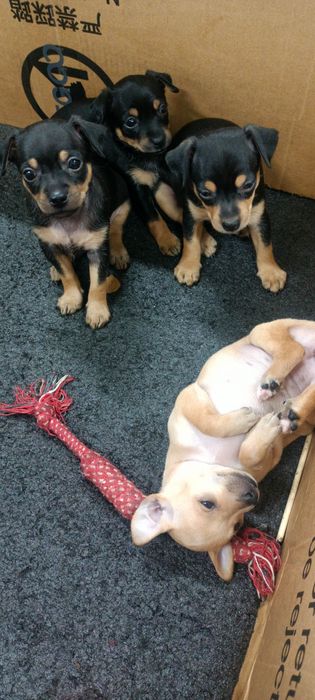 Щенки той терьера