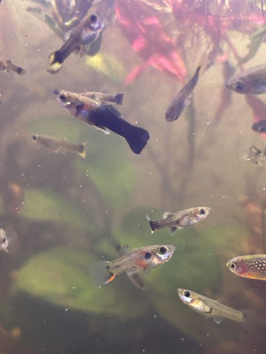 Mix guppy de vanzare