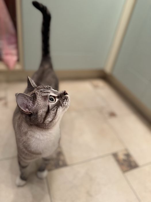 Продам кота ( шотладнец )