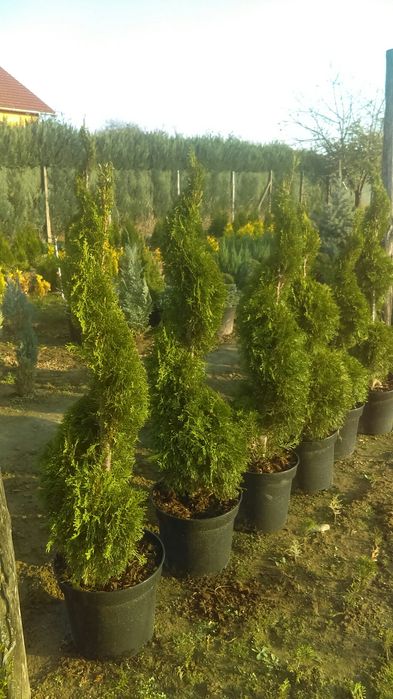 Tuia spirala diferite mărimi