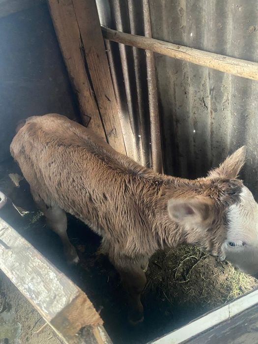 Продам телёнка девочка