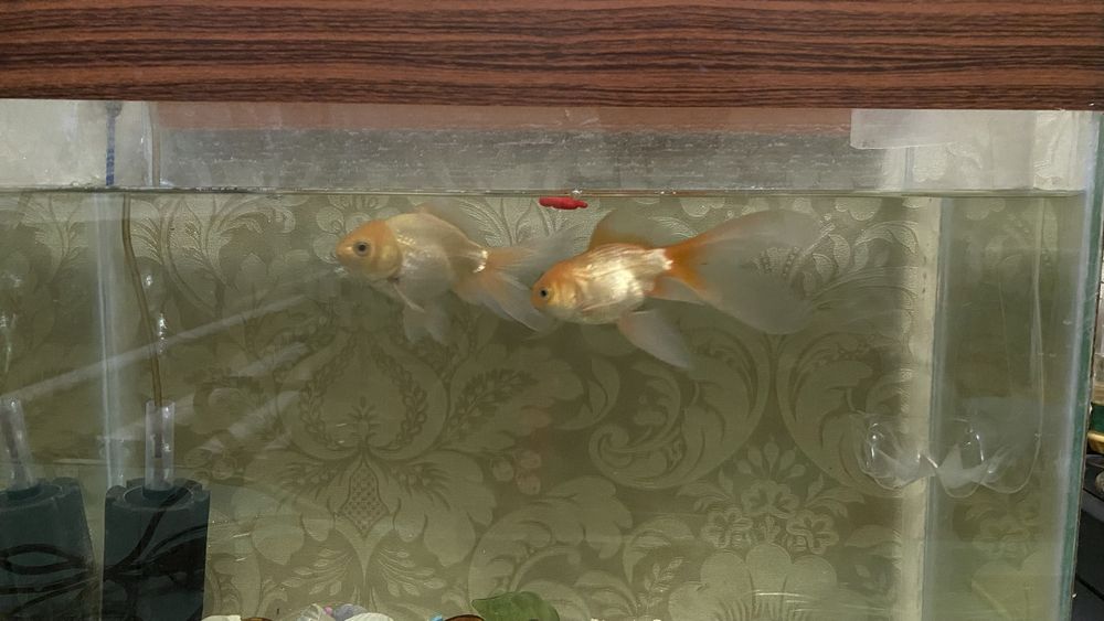 Аквариум с рыбками