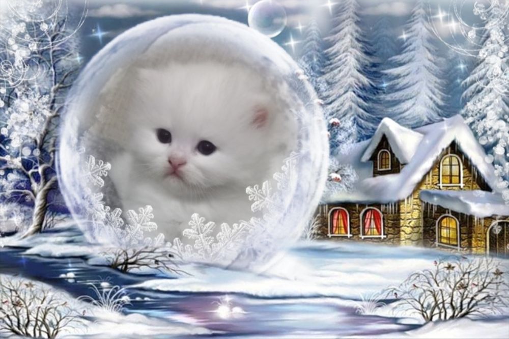 Продаются котята.