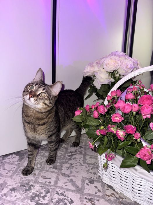 Отдам кота в добрые руки