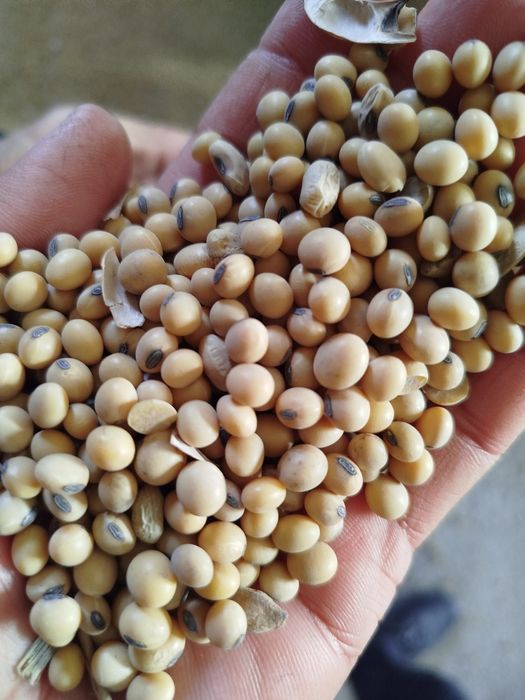 Соя Дони Козогистон