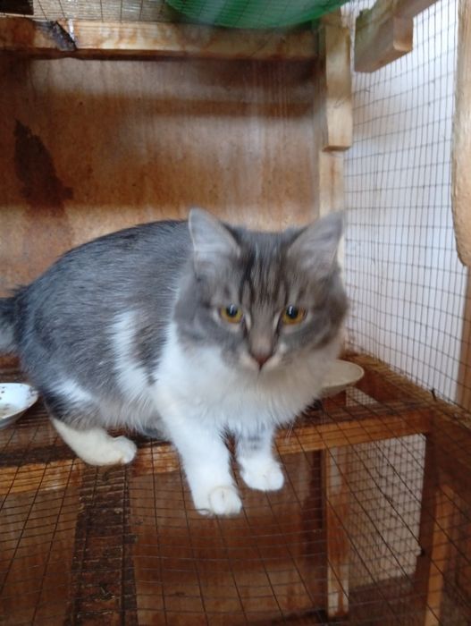 Mushuk porodali va ishonchli