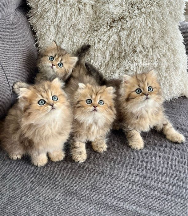 Кошка Шиншилла 2 месяцев