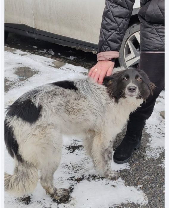 Собака ищем хозяев