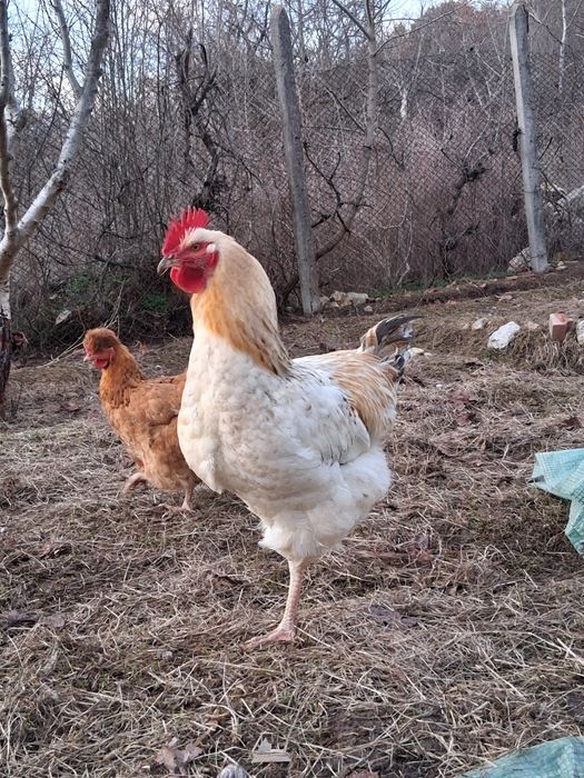 Продавам петли на 8-9 месеца