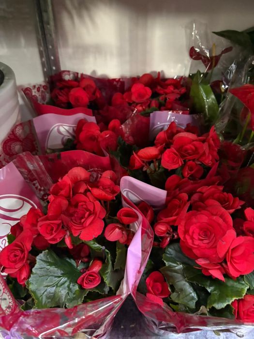 Растения недорогие