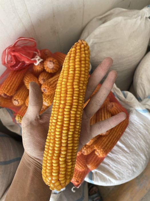 Qush va uy parrandalari uchun yirik jaydari jo’xori donlari