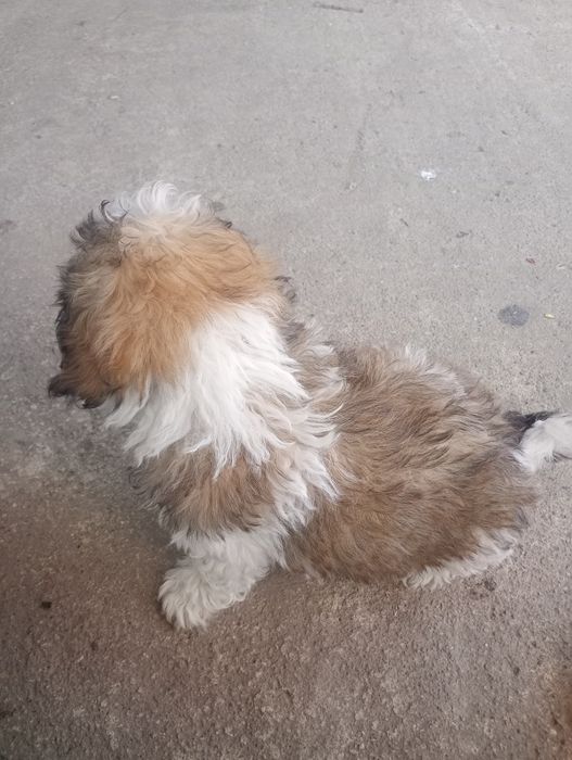 De vânzare căței situ fata și băiat de 2 luni