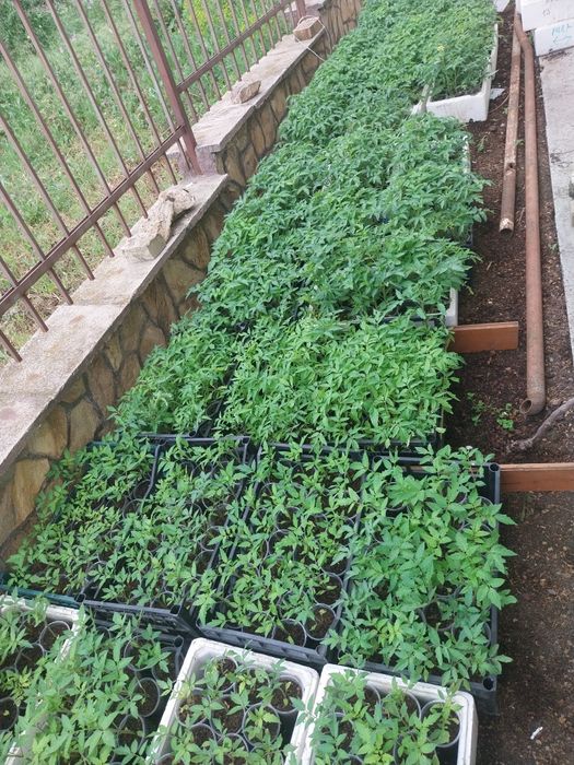 Разсад Домати и краставици