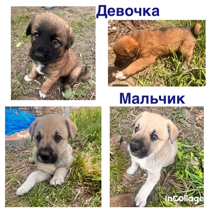 Щенки дворняжки!