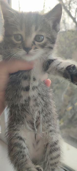 Маленькие драконы (котята)