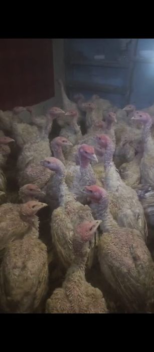 Гуси, индейка  оптом