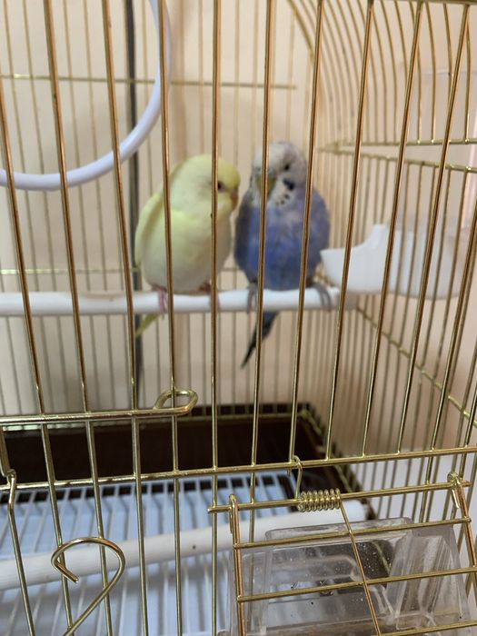 Вольнистые попугайчики