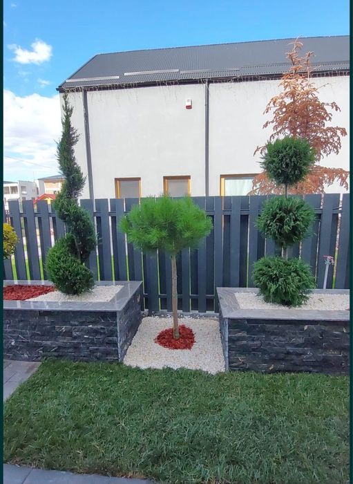 Pom pon spirala din leylandii