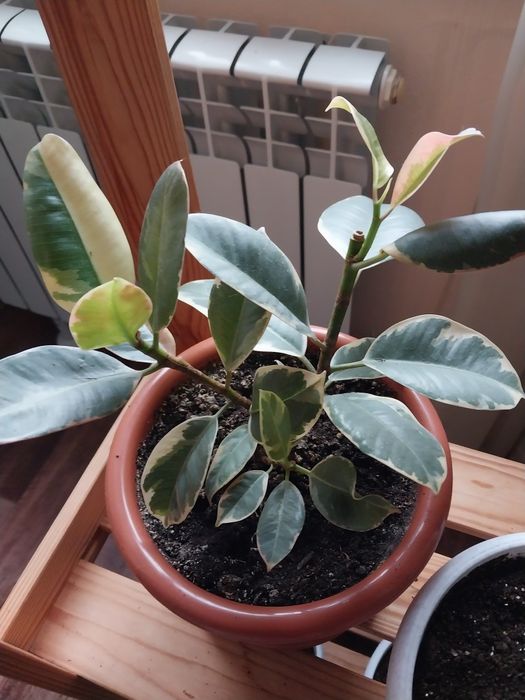 Фикус Тинеке кустовой