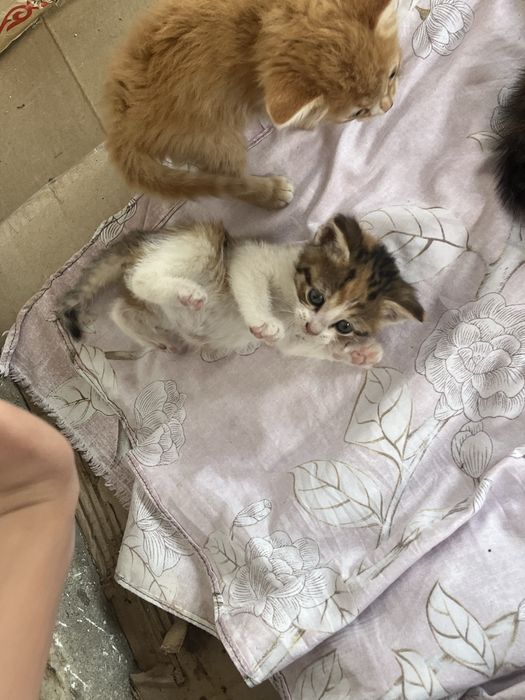 Отдам котят в добрые руки