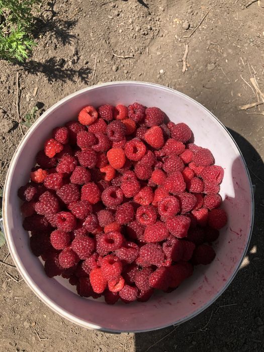 Продам саженцы малины