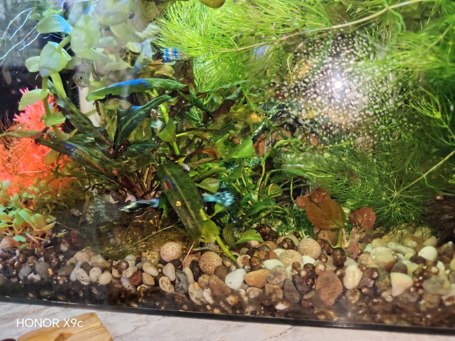 Гуппи Blue dream