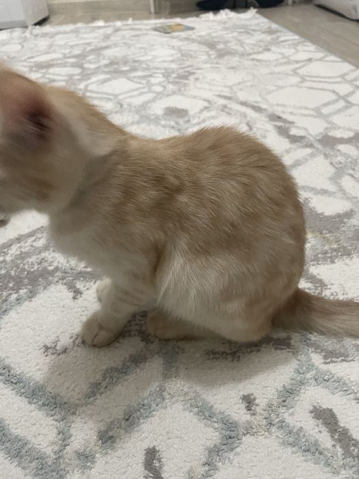 Отдам кошечку в хорошие руки