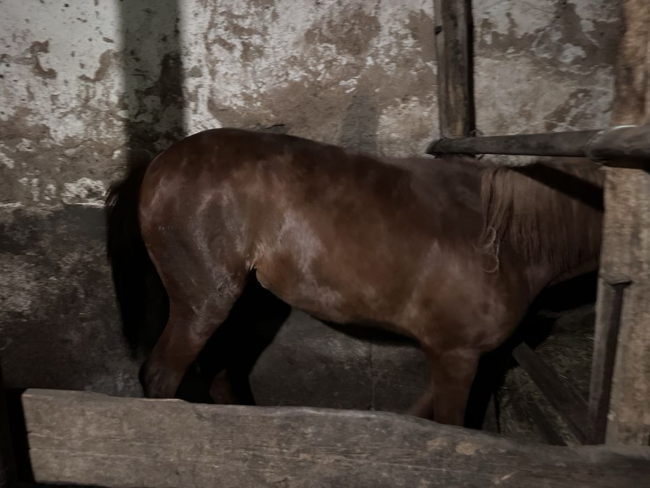 Продается тай