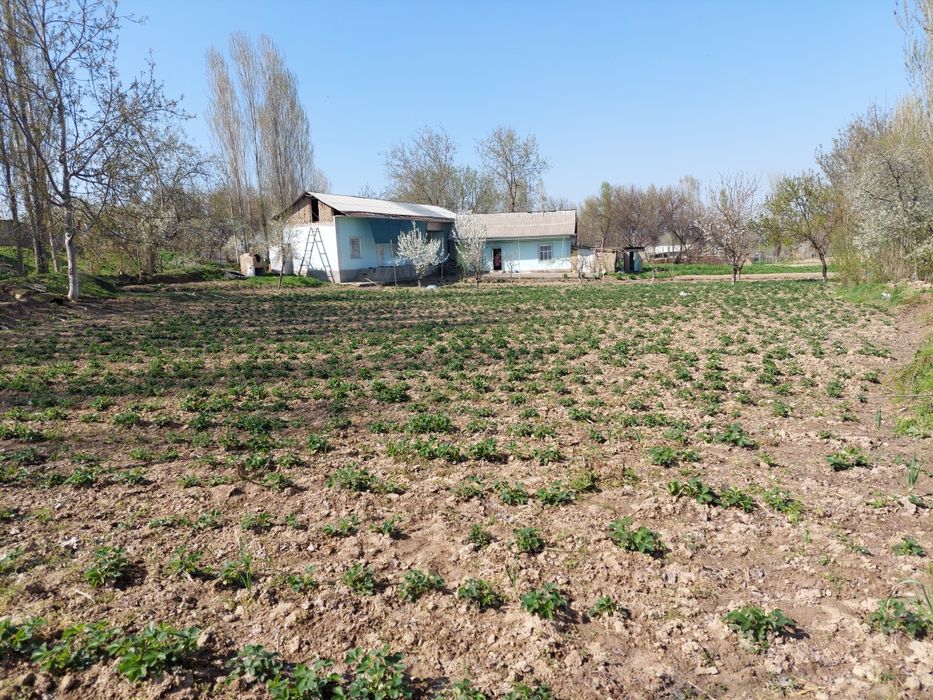 Ховли уй. Трасса буйида