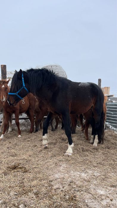 Продам айгыр жеребец