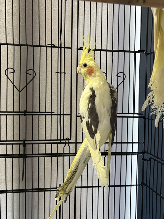 Vand nimfe pereche, cumparate de la animax