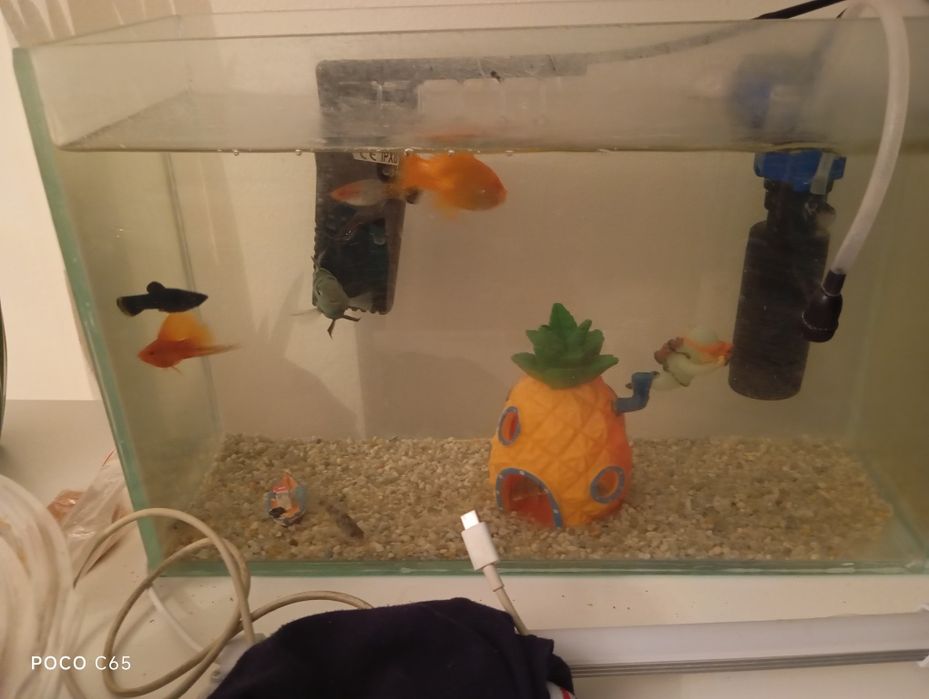 Аквариум заттар,тамактарымен