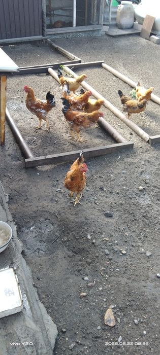Продам молодых куриц и петухов