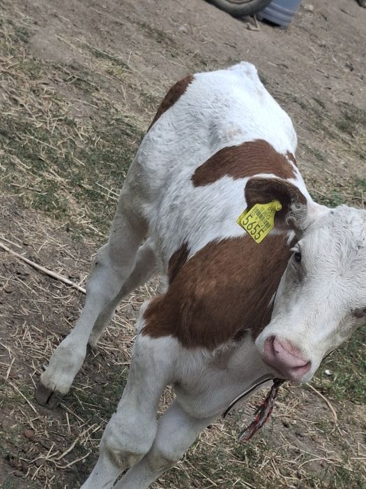 De vănzare vacă fătată recent si un taur mai multe detalii la nr telefon telefon 0741 842 024