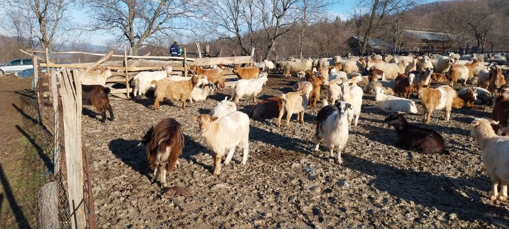 Vand sau schimb capre pe vaci si vitei