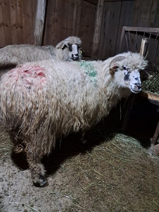 Vând oaie gestantă