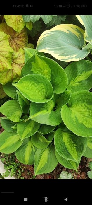 Многолетние растения