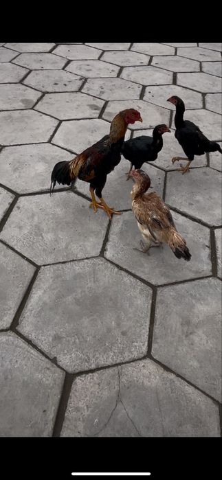 Продам баиццовых