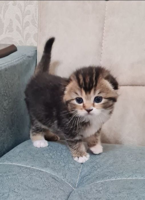 Продаются вислоухие котята
