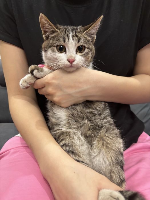 ищем хозяев для котенков