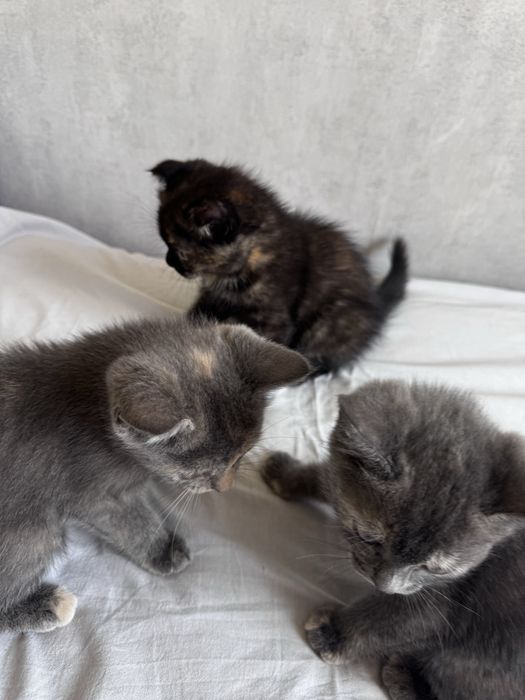 Шотландские котята