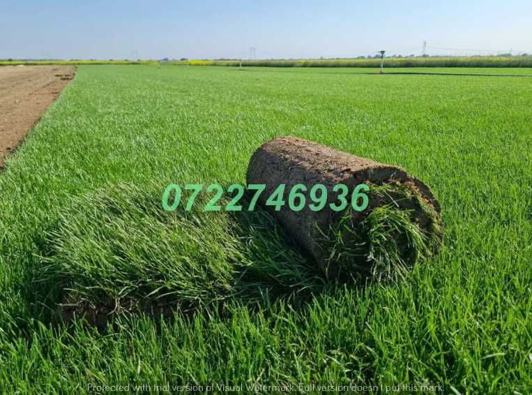 Gazon Natural pentru Amenajări Peisagistice Profesionale