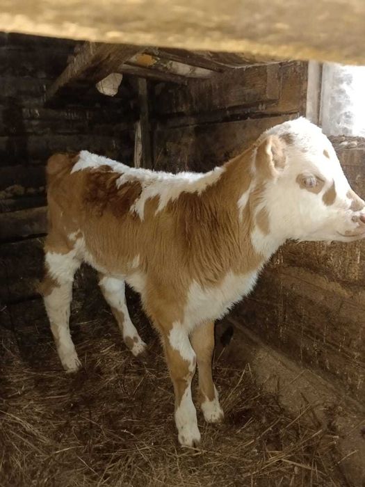 продам  теленка, телочка 2 недели