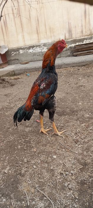 Хурозлар сотилади