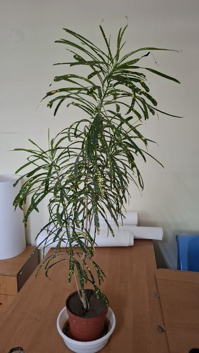 Продаю цветы которые на фото